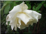 Rosier Clg. Mrs. Herbert Stevens